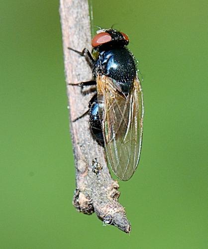 Réf. 301 847 : Lonchaeinae inconnu